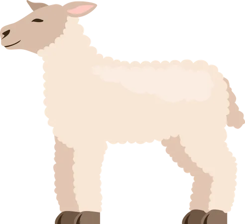 Lamb Illustration