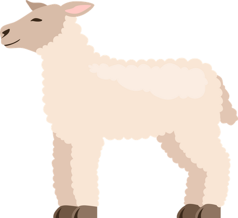 Lamb  Illustration