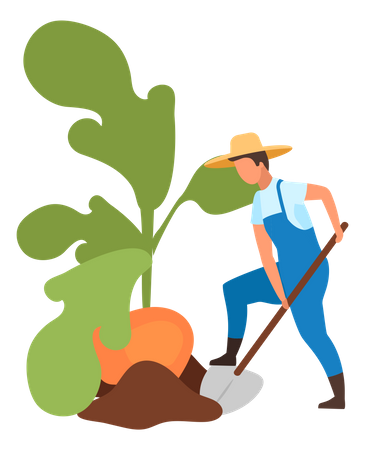 Landwirt beim Ernten von Wurzelfrüchten  Illustration