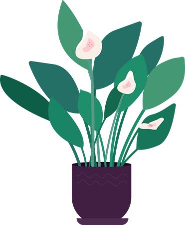 Large indoor flower  Illustration