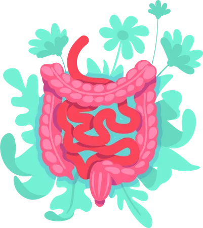 Large intestine Illustration