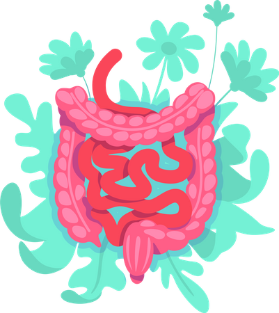 Large intestine  Illustration