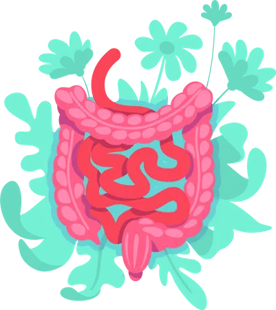 Large intestine  Illustration