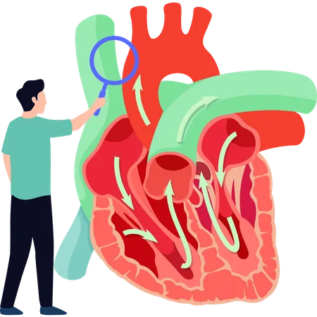 Un chirurgien explique les maladies cardiaques  Illustration