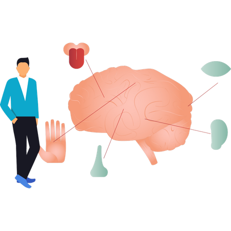 Le garçon montre les cinq sens associés au cerveau  Illustration