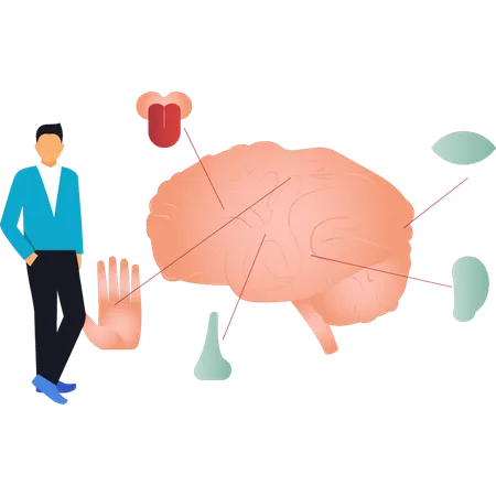 Le garçon montre les cinq sens associés au cerveau  Illustration