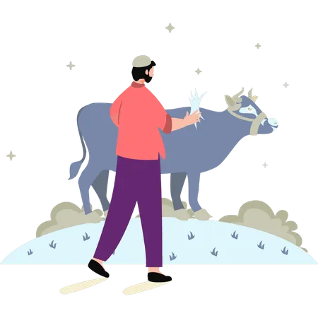 Le garçon nourrit la vache  Illustration