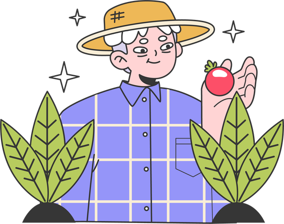 Un vieil homme cueille des tomates du jardin  Illustration