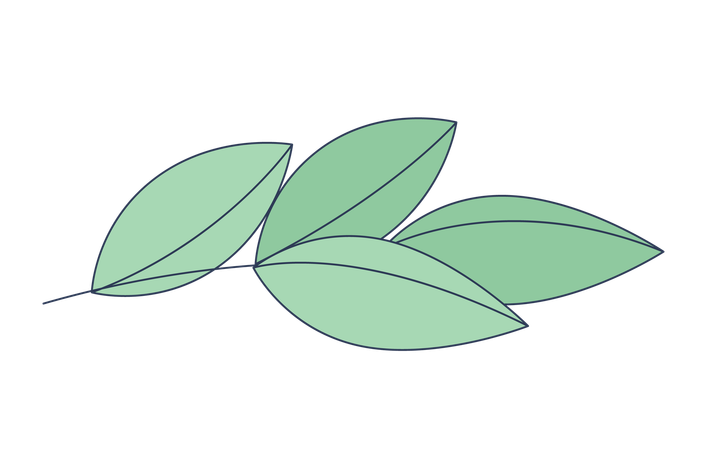 Leaves branch  Illustration