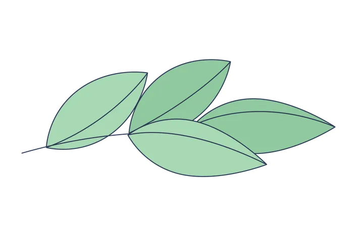 Leaves branch  Illustration