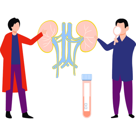 Les médecins font des tests rénaux  Illustration