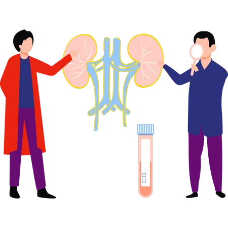 Les médecins font des tests rénaux  Illustration