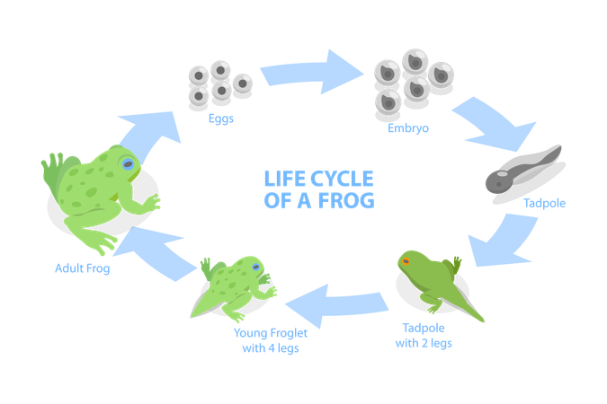 Life Cycle Of Frog,  イラスト