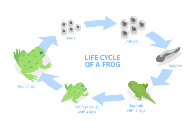 3 D Isometric Flat Vector Conceptual Illustration Of Life Cycle Of A Frog Amphibian Reproduction イラスト