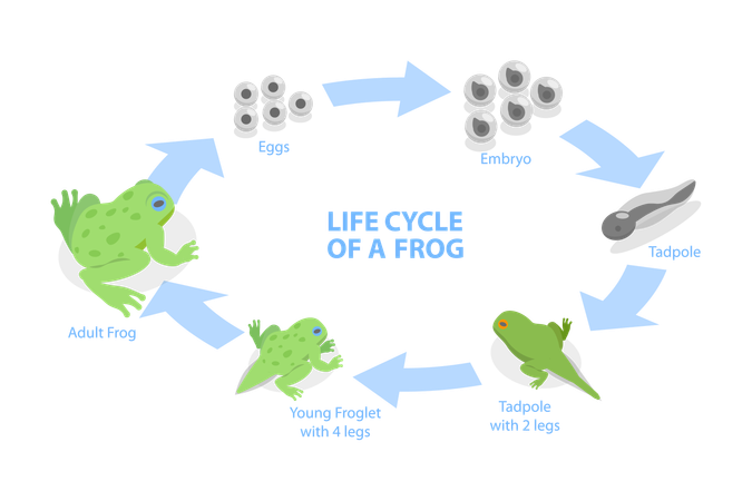 Life Cycle Of Frog,  Illustration