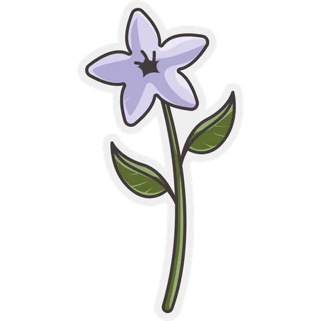 Lily Flower  Illustration