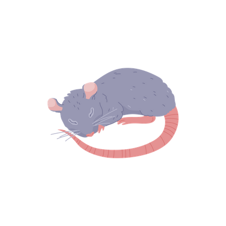 Linda rata durmiendo, animal peludo - ilustración de vector plano de dibujos animados  Ilustración
