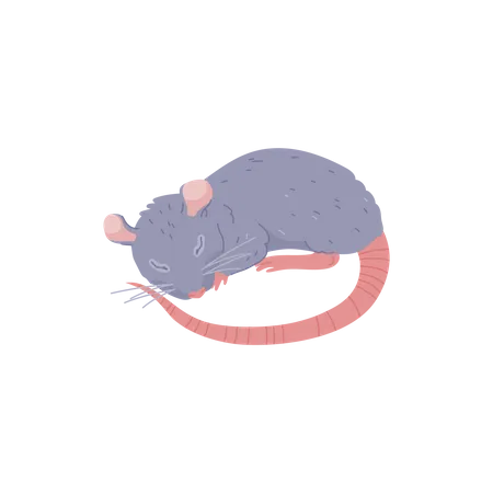 Linda rata durmiendo, animal peludo - ilustración de vector plano de dibujos animados  Ilustración