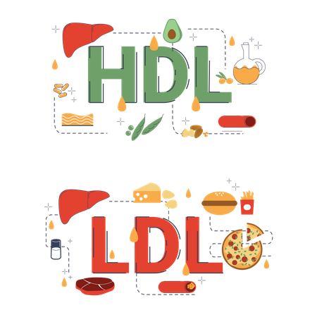 Lipid In Human Body  Illustration