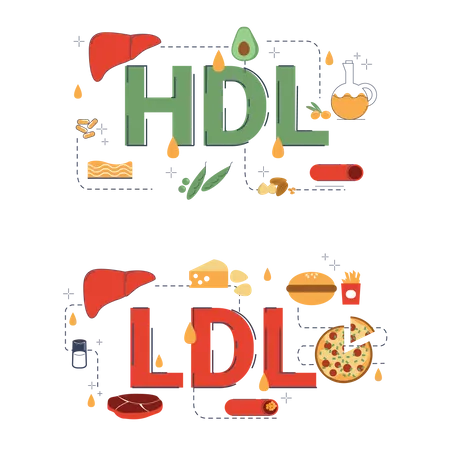 Lipid In Human Body  Illustration