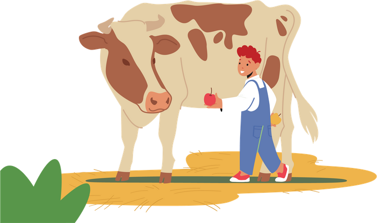 Little boy feeding apple to cow  イラスト