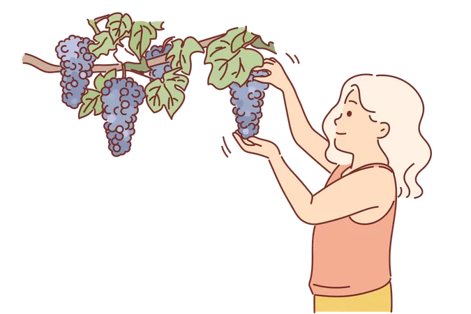 Little Girl Plucks Grapes From Branch While Visiting Farm And Wants To Taste Delicious And Healthy Berries Child Looks At Bunches Of Grapes With Interest Helping Parents In Harvesting Illustration
