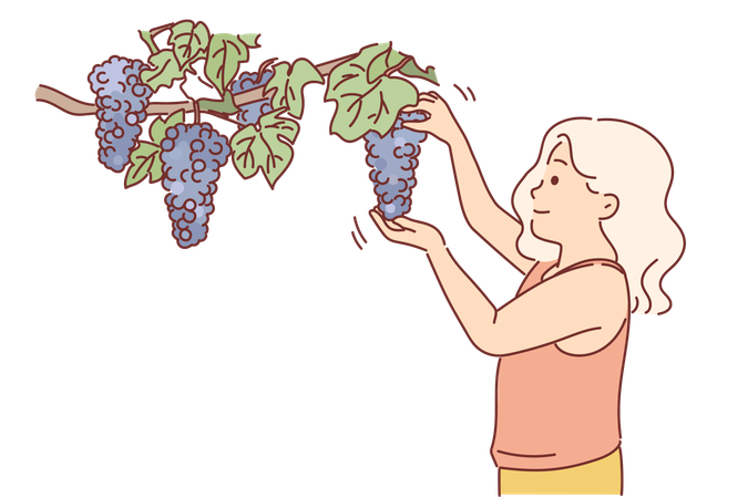 Little girl plucks grapes from branch  Illustration