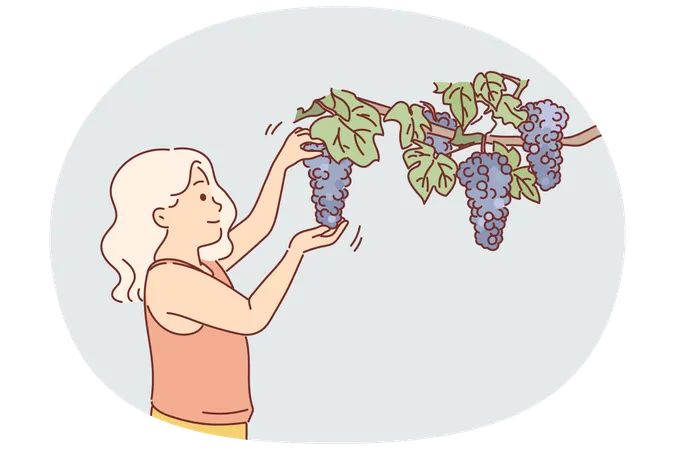 Little girl plucks grapes from branch while visiting farm and wants to healthy berries  Illustration