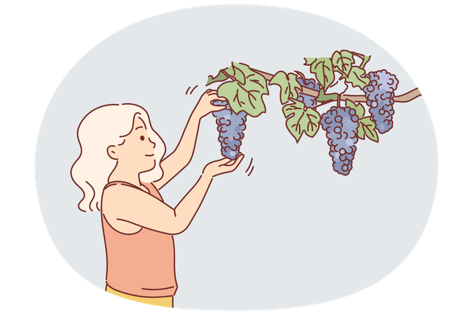 Little girl plucks grapes from branch while visiting farm and wants to healthy berries  Illustration