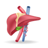 free liver illustrations