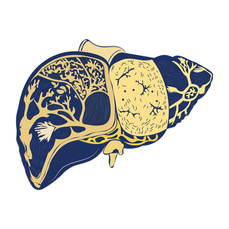 Liver Anatomy  Illustration