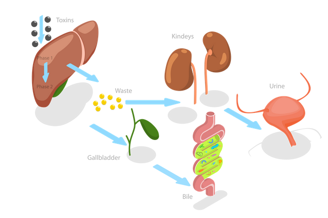 Liver Detoxification  Illustration