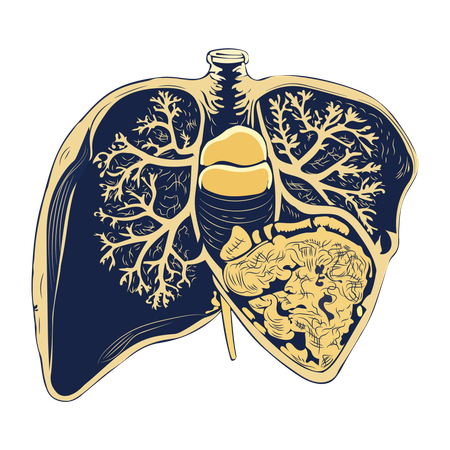 Liver  Illustration