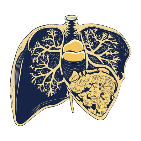 Liver  Illustration