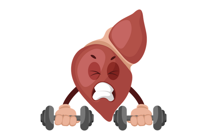 Liver is picking up dumbbells  Illustration