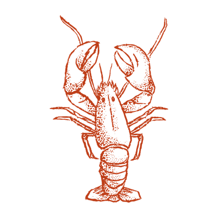 Lobster  Illustration