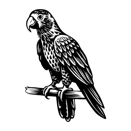 Loro de circo  Ilustración