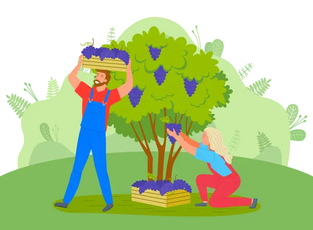 Los agricultores recogen uvas del árbol.  Ilustración