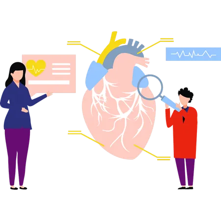 Los médicos están investigando el corazón.  Ilustración