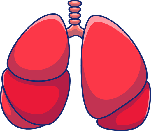 Lungs  Illustration