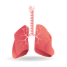 human organ illustration free download
