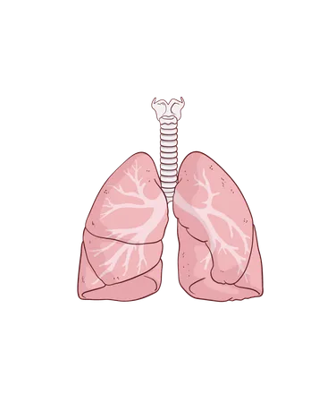 Lungs  Illustration