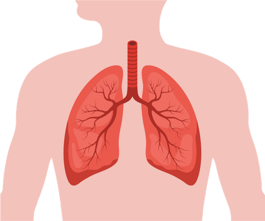 Lungs disease. Human internal organ. Lungs medical diagnosis and treatment. Vector illustration in flat cartoon style  Illustration