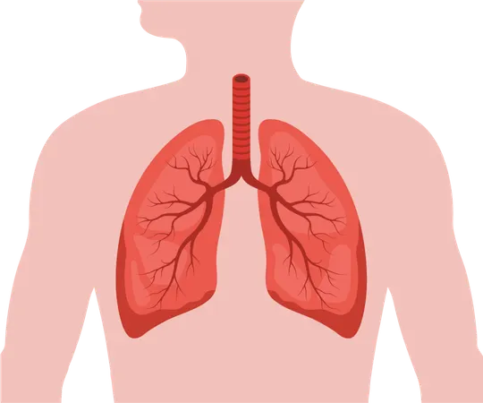 Lungs disease. Human internal organ. Lungs medical diagnosis and treatment. Vector illustration in flat cartoon style  Illustration