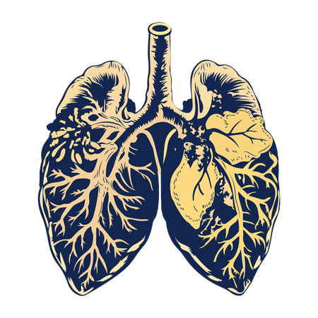 Lungs  Illustration