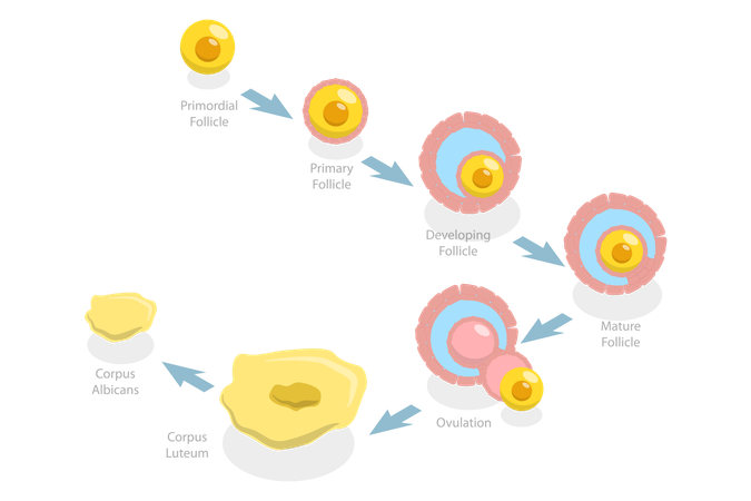 Luteal and Follicular Phases  Illustration