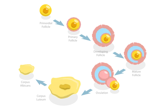 Luteal and Follicular Phases  Illustration