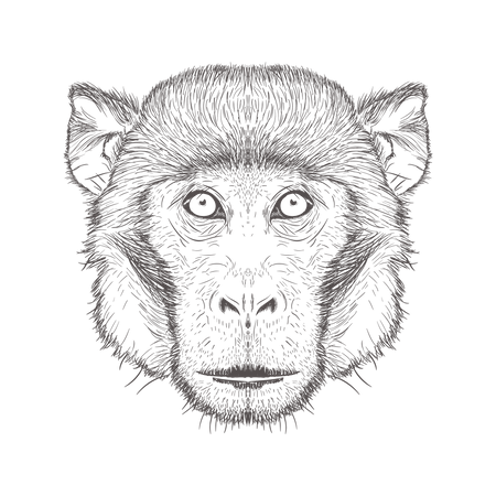 Macaco  Ilustração