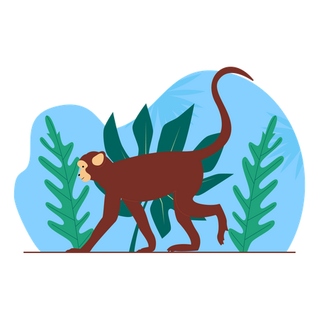 Macaco  Ilustração