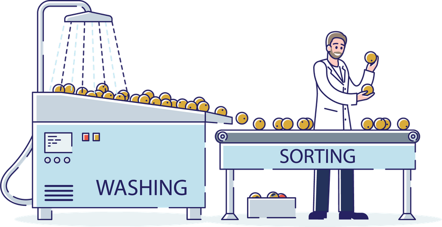 Macho clasificando y lavando frutas con agua en cinta transportadora  Ilustración
